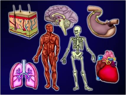 Anatomy of Me Subject Logo