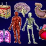 FasTrack Camps - Anatomy of Me